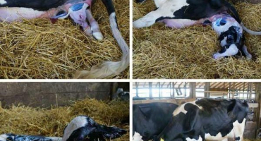 Jak se připravit na porod krávy a adoptovat tele, možné komplikace